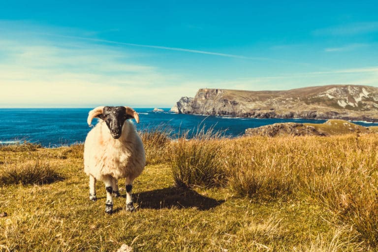Wild Atlantic Way - sheep on cliff